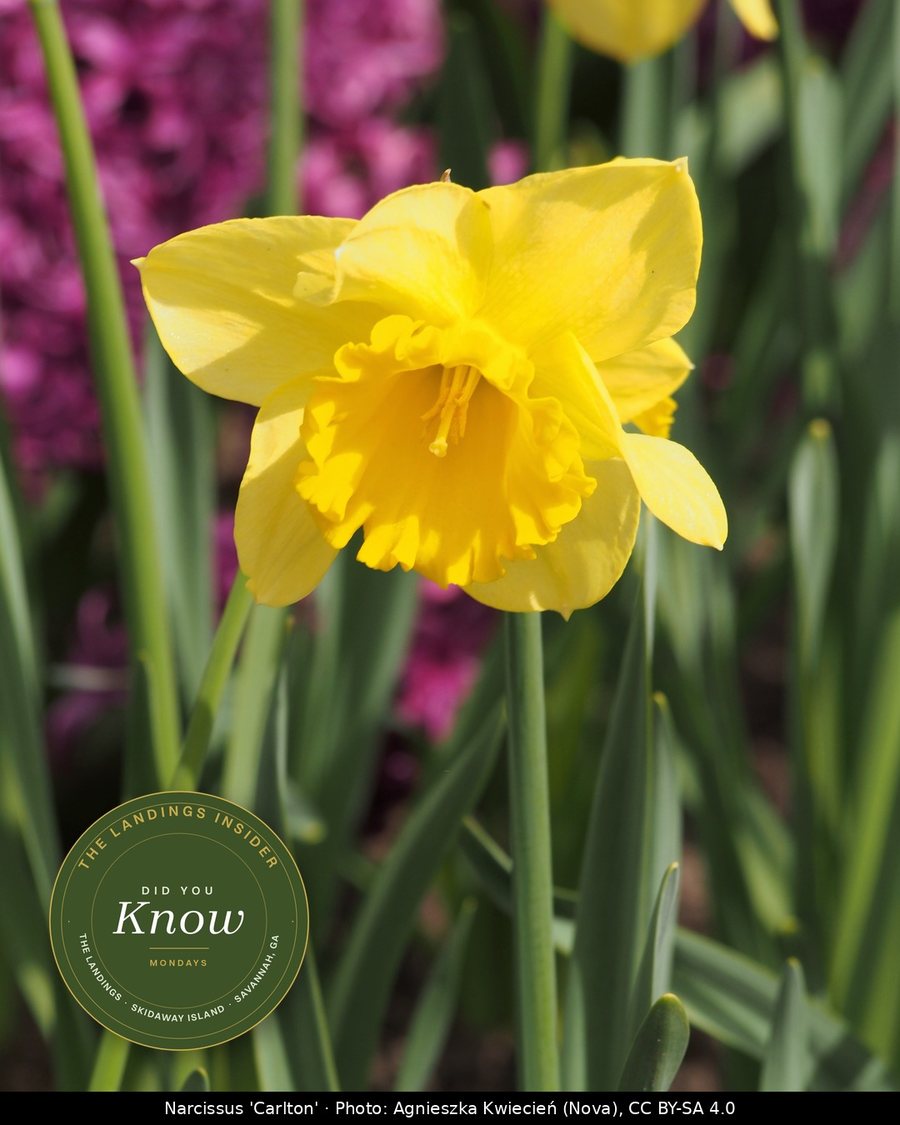 A single Carlton daffodil with a ruffled yellow cup