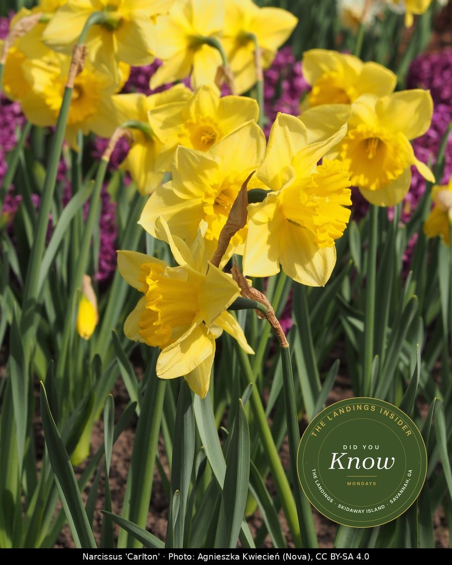 A bed of bright yellow Carlton daffodils in bloom