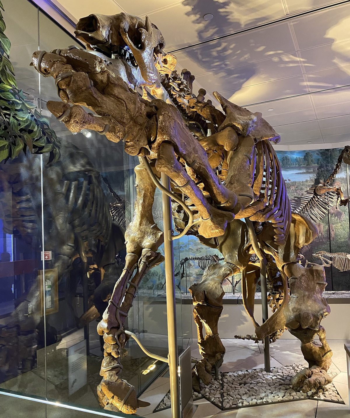 Mounted Eremotherium giant ground sloth skeleton on display at the Smithsonian National Museum of Natural History